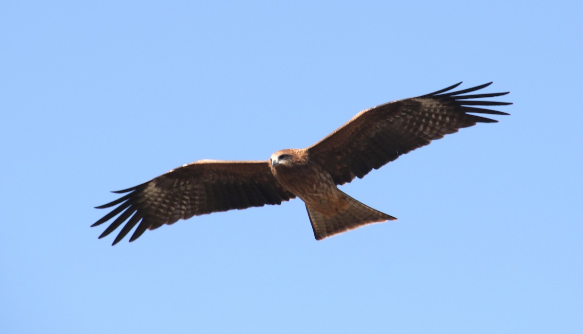 svartglente - ML645986819