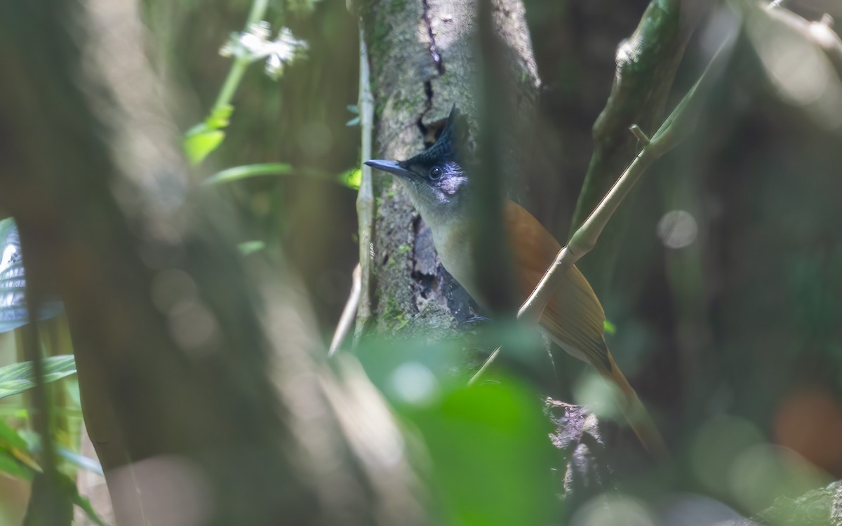 カワリサンコウチョウ - ML645986820