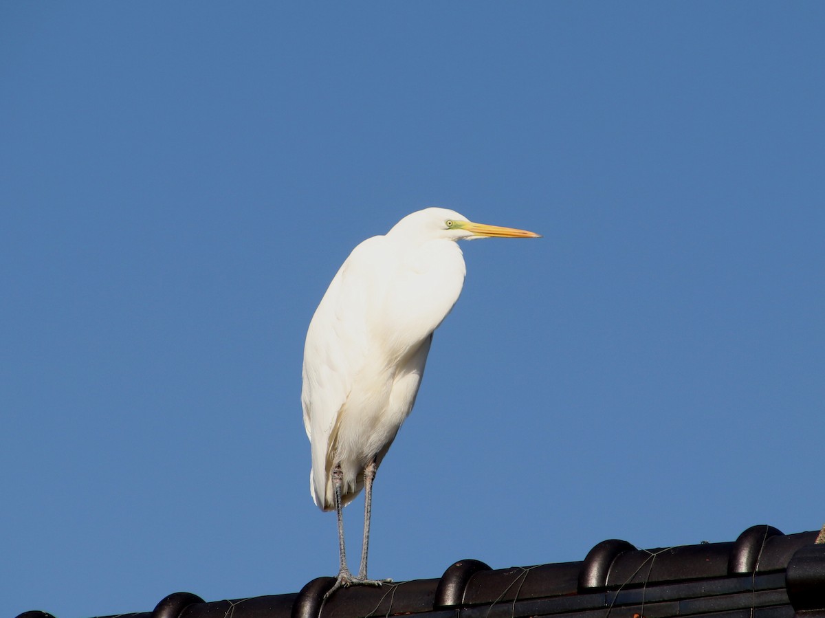 egretthegre - ML645986827