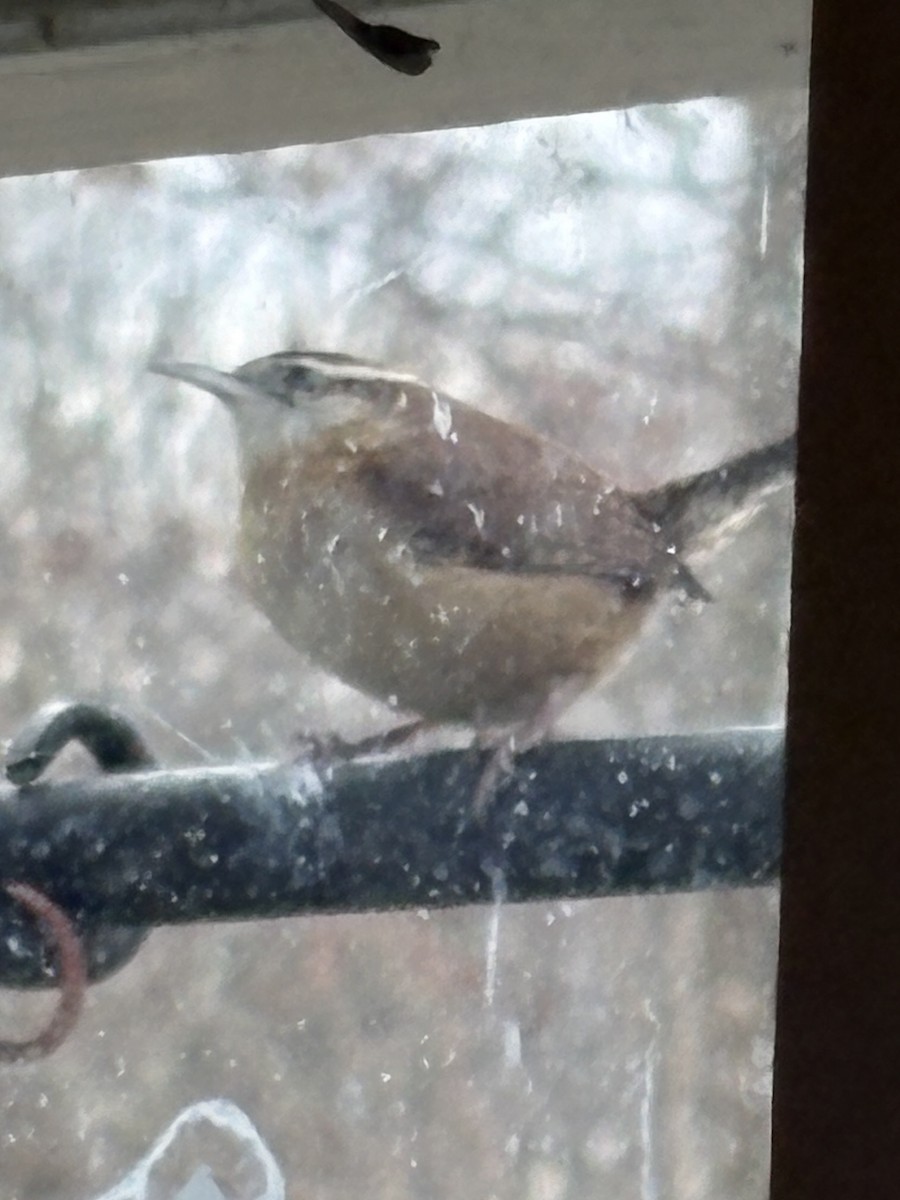 Carolina Wren - ML645986833