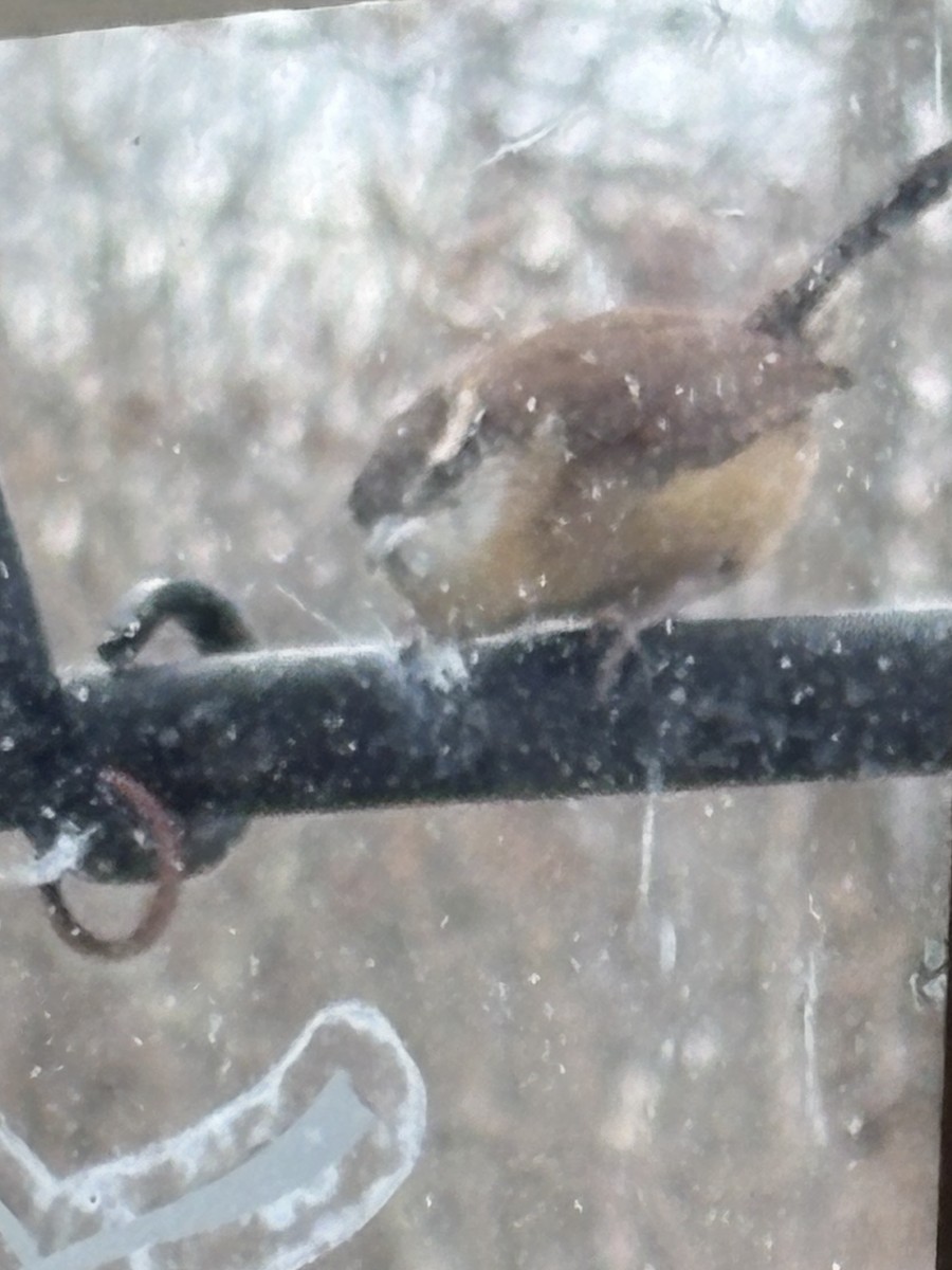 Carolina Wren - ML645986834