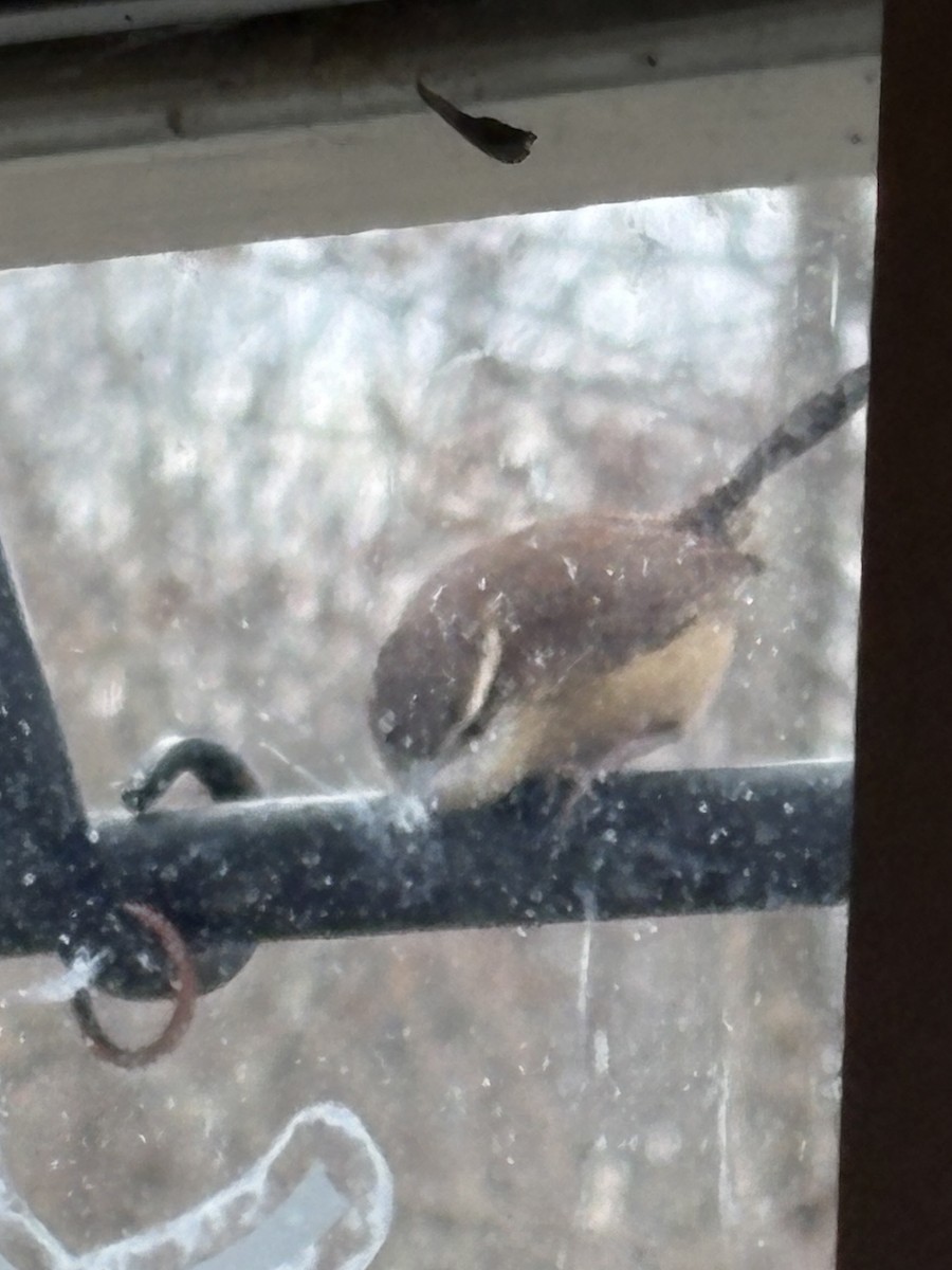 Carolina Wren - ML645986835