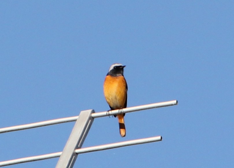 aurorarødstjert - ML645986837