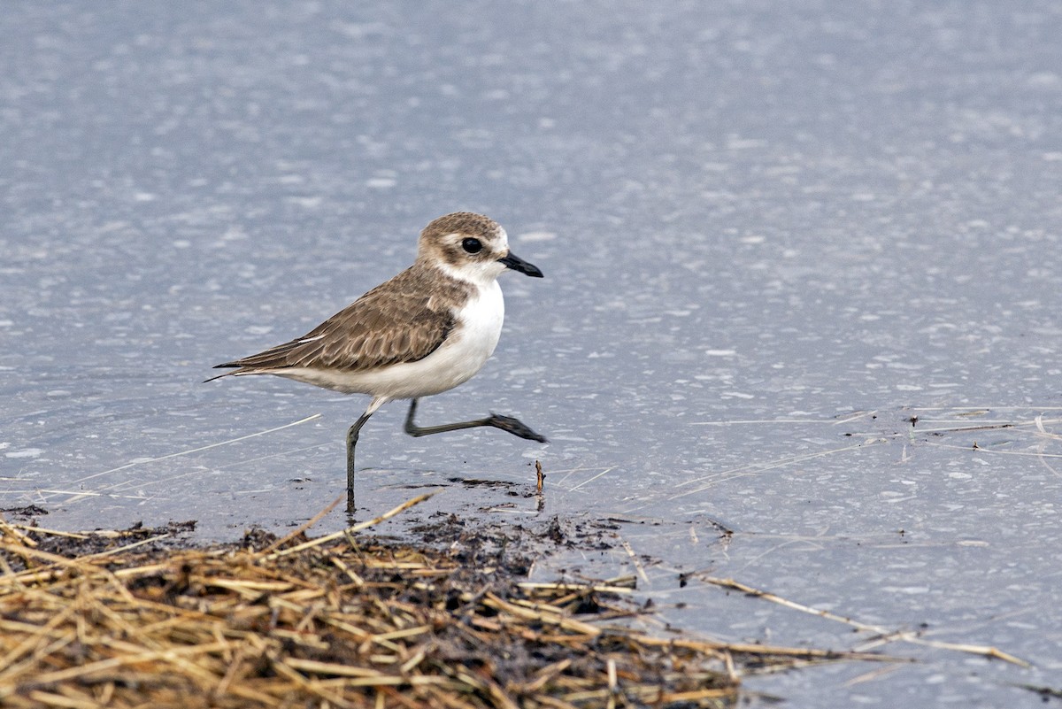 Tibet Cılıbıtı - ML645986843