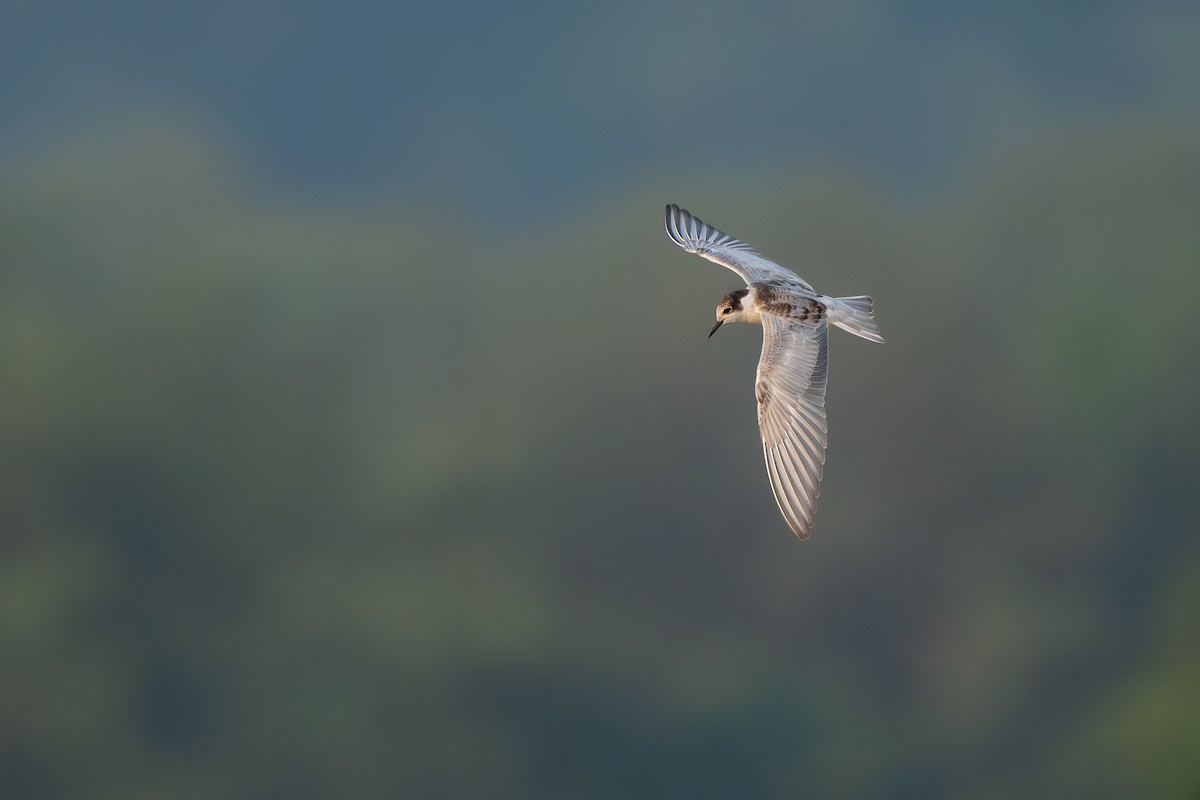 מירומית לבנת-לחי - ML645986851