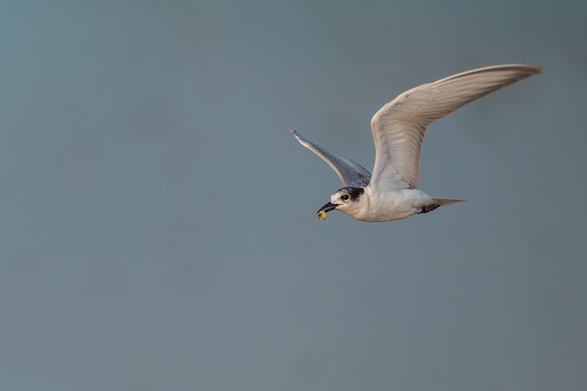 מירומית לבנת-לחי - ML645986852