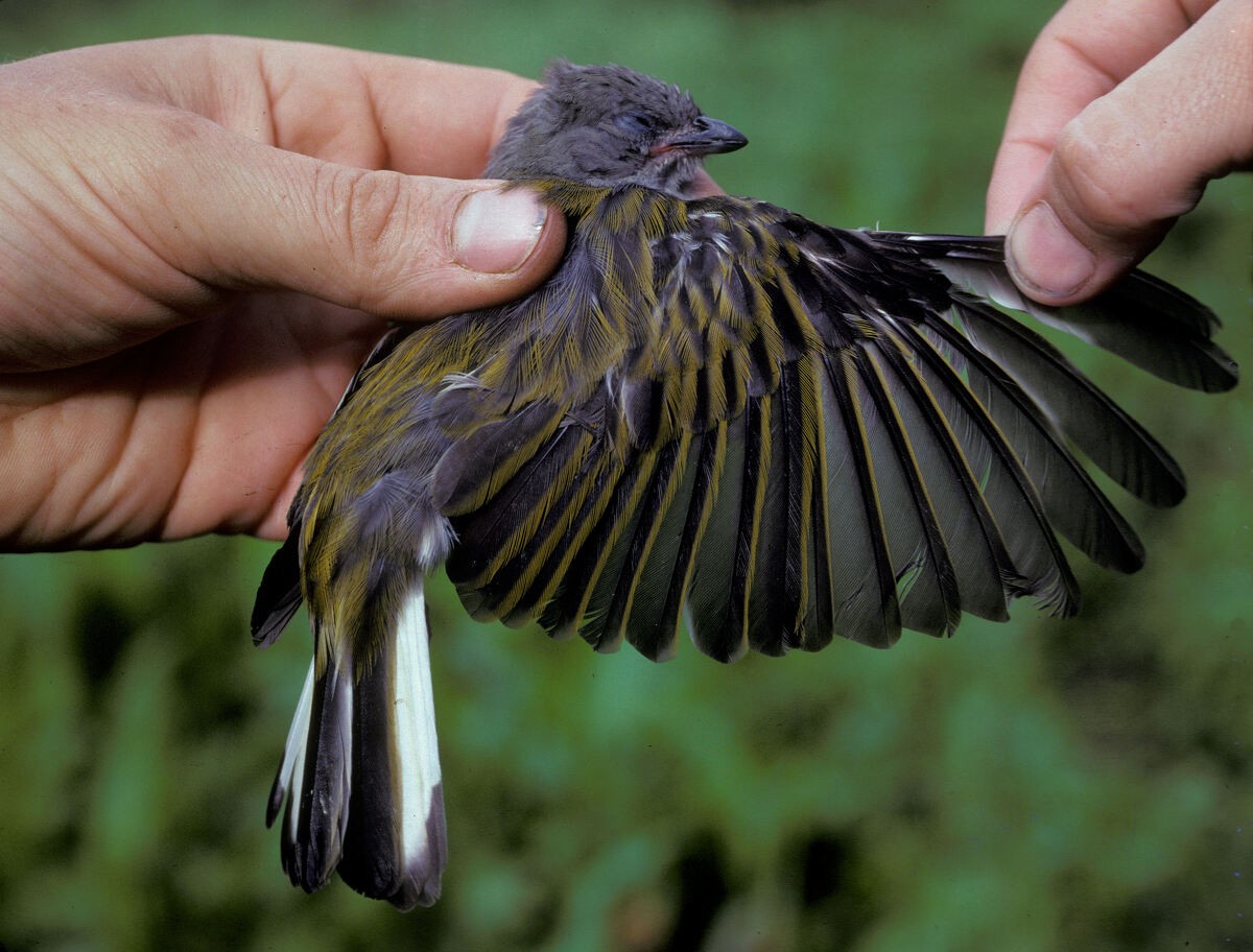 medozvěstka menší (ssp. conirostris/ussheri) - ML645986856