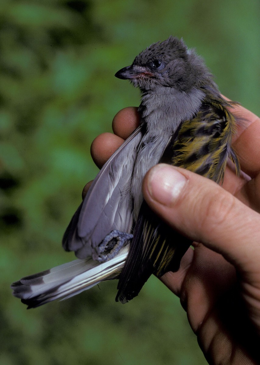 medozvěstka menší (ssp. conirostris/ussheri) - ML645986857