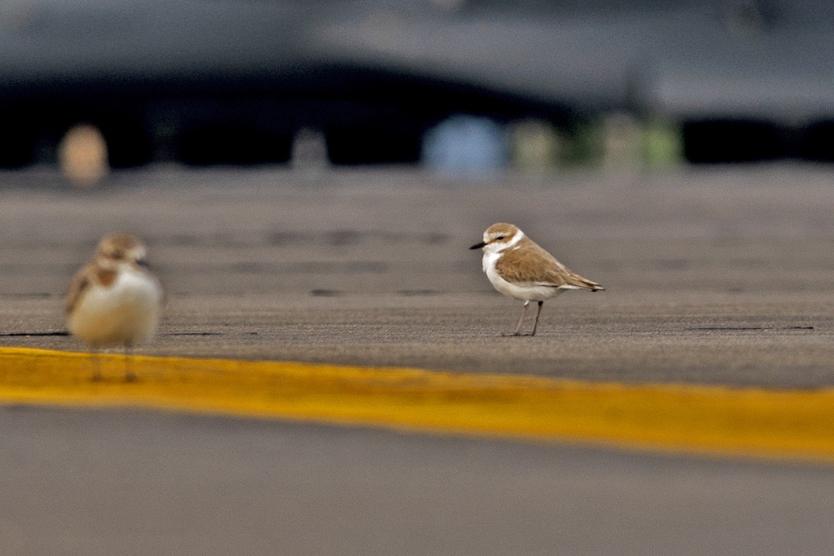 White-faced Plover - ML645986858