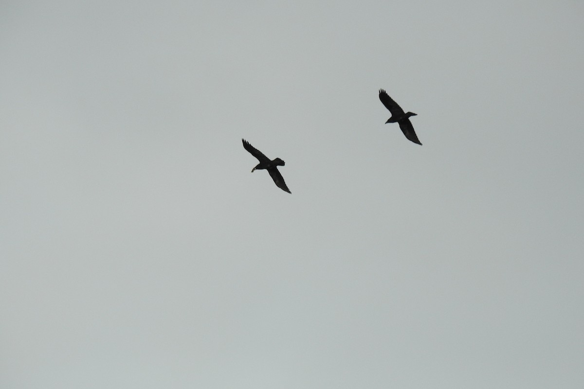 Corvo imperiale - ML645986859