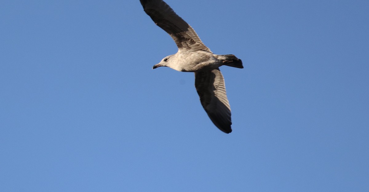 gull sp. - ML645986862