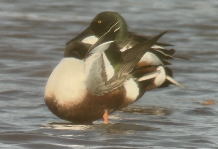 Northern Shoveler - ML645986864