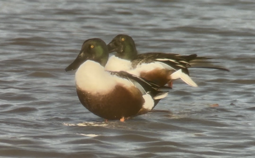 Northern Shoveler - ML645986865