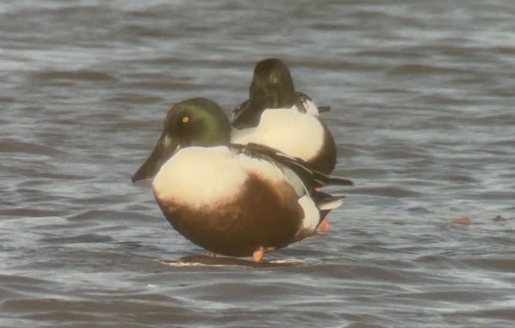 Northern Shoveler - ML645986866