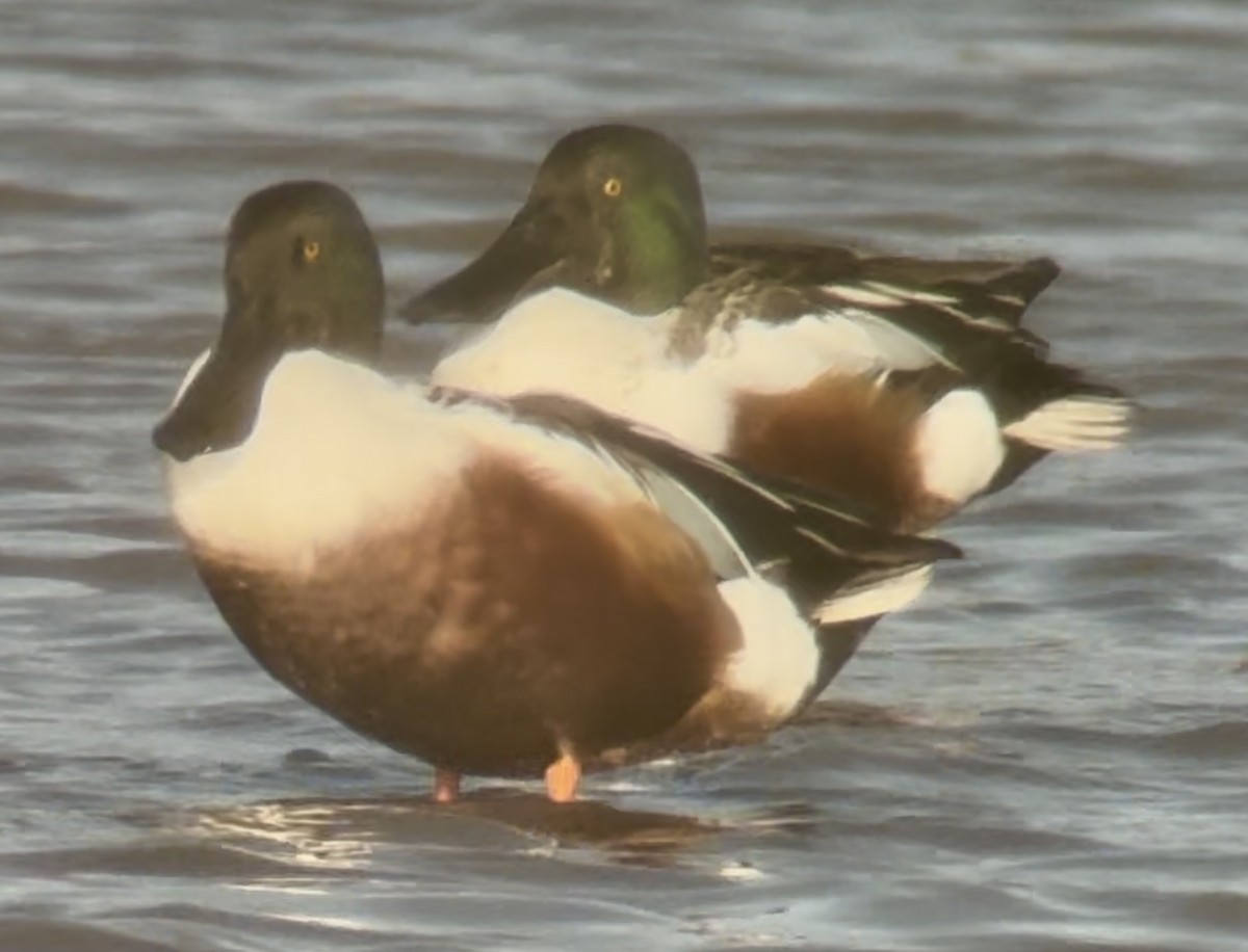Northern Shoveler - ML645986867