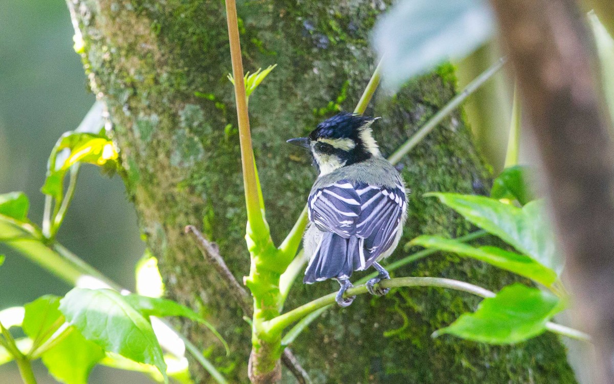 インドカンムリガラ - ML645986868