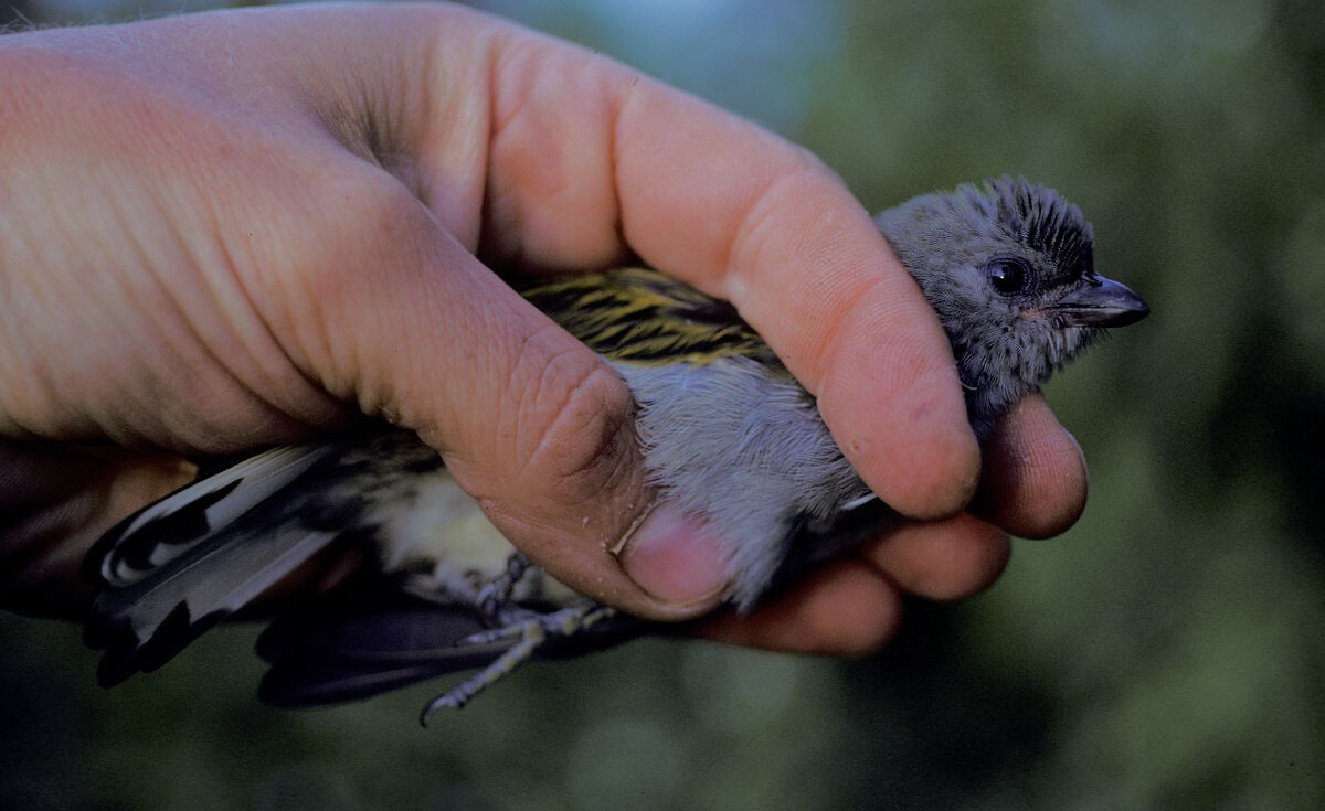 medozvěstka menší (ssp. conirostris/ussheri) - ML645986869