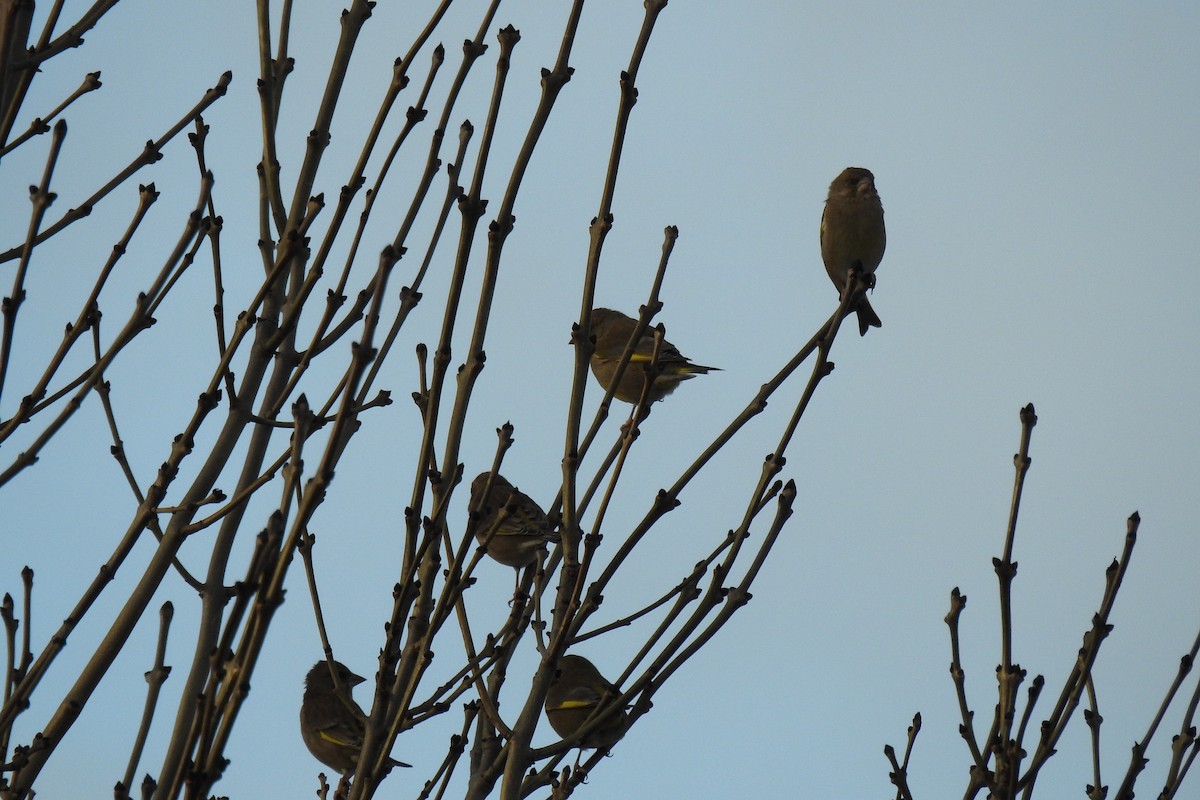 Verdone - ML645986870