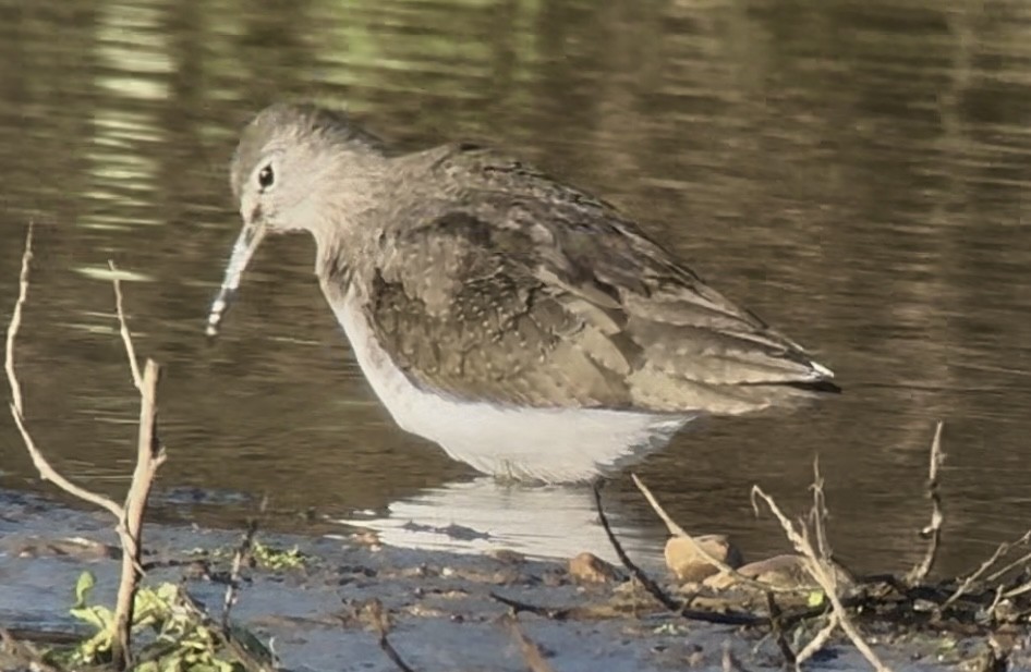 Green Sandpiper - ML645986871