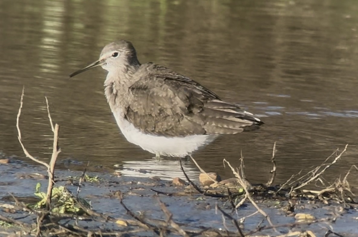 Green Sandpiper - ML645986872