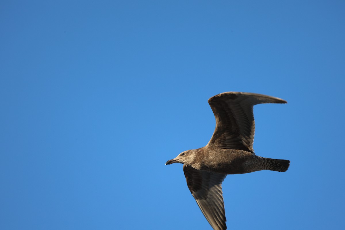 Kaio hauskara amerikarra - ML645986874