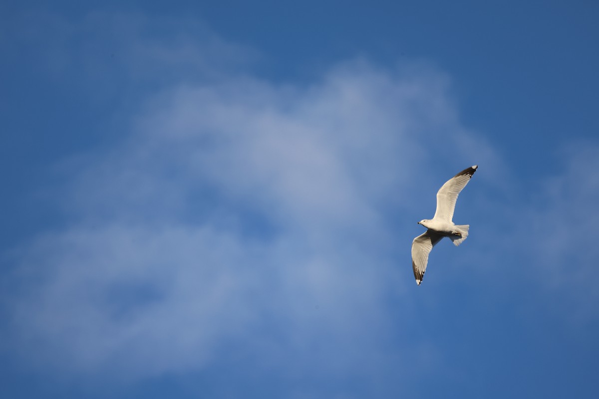 Delawareko kaioa - ML645986877