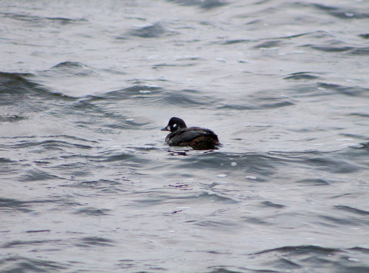 Harlequin Duck - ML645986878