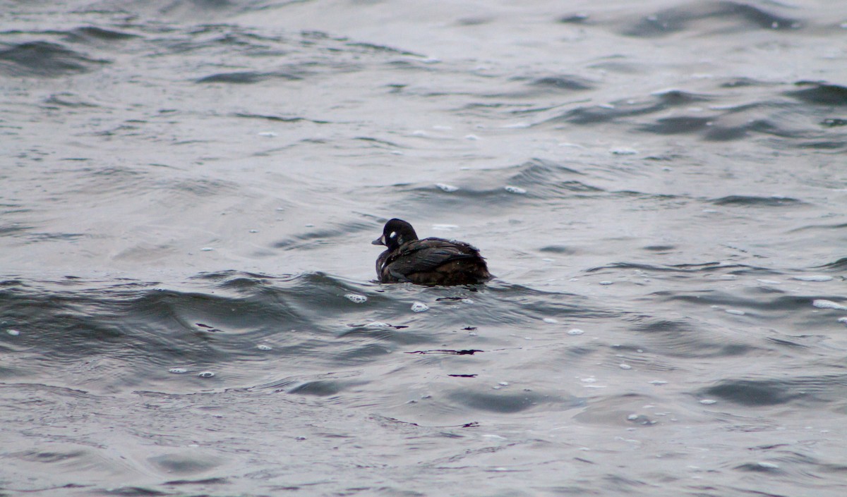 Harlequin Duck - ML645986879