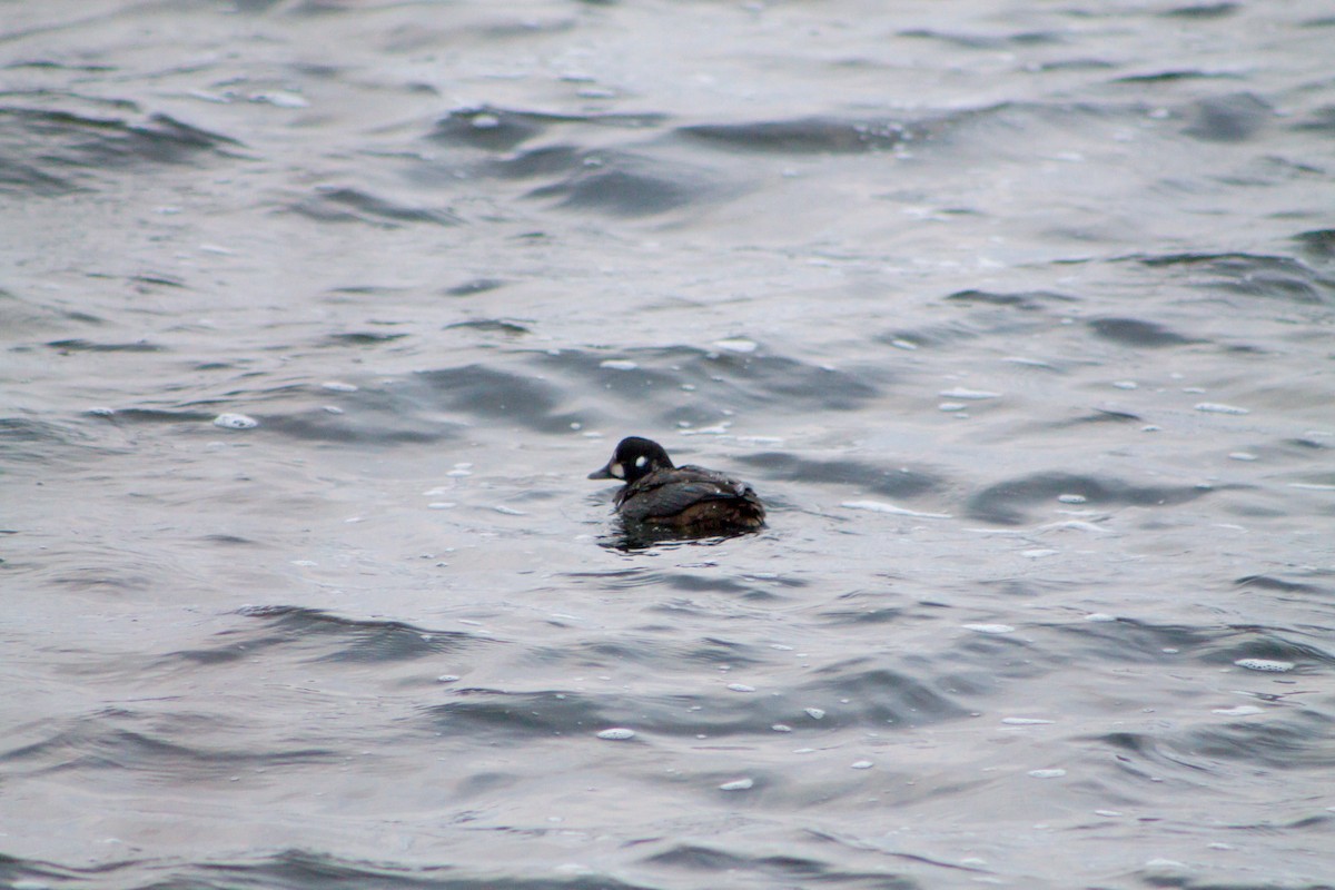 Harlequin Duck - ML645986880