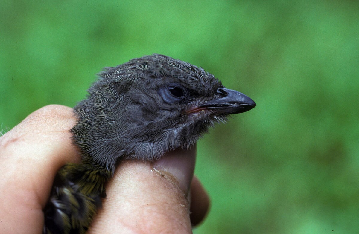 medozvěstka menší (ssp. conirostris/ussheri) - ML645986881