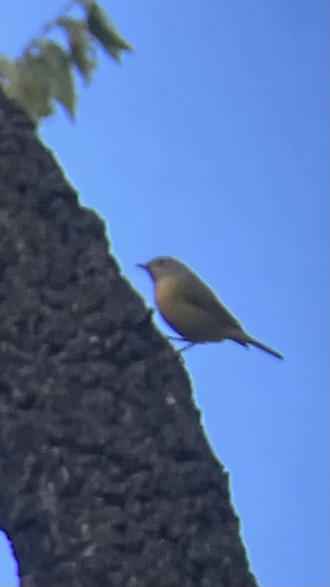 Nashville Warbler - ML645986883