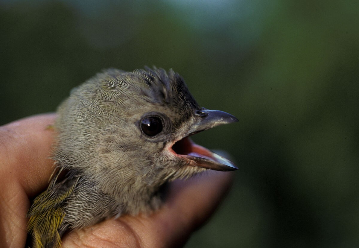 medozvěstka menší (ssp. conirostris/ussheri) - ML645986884