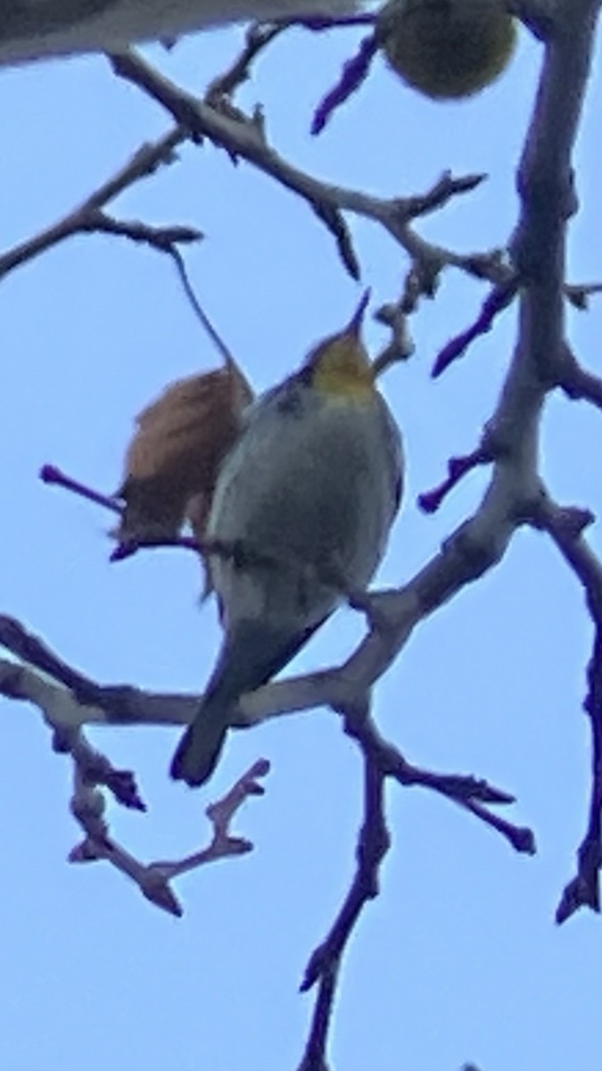 Yellow-throated Warbler - ML645986885