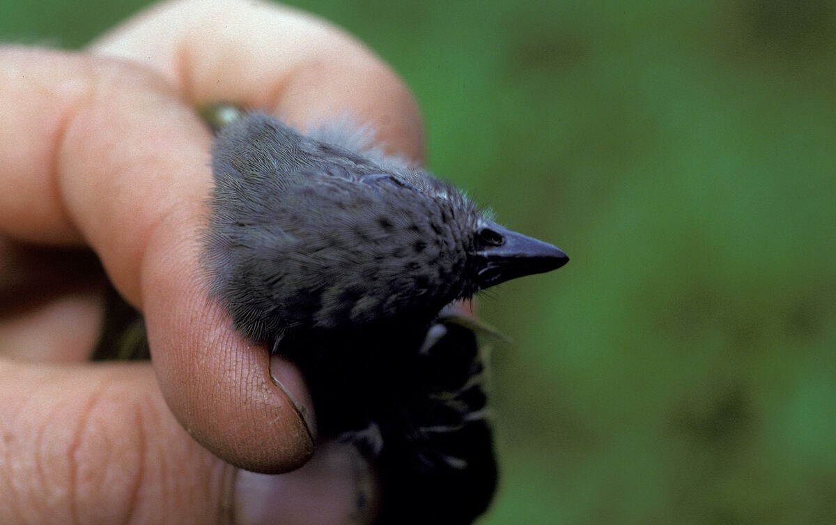 medozvěstka menší (ssp. conirostris/ussheri) - ML645986886