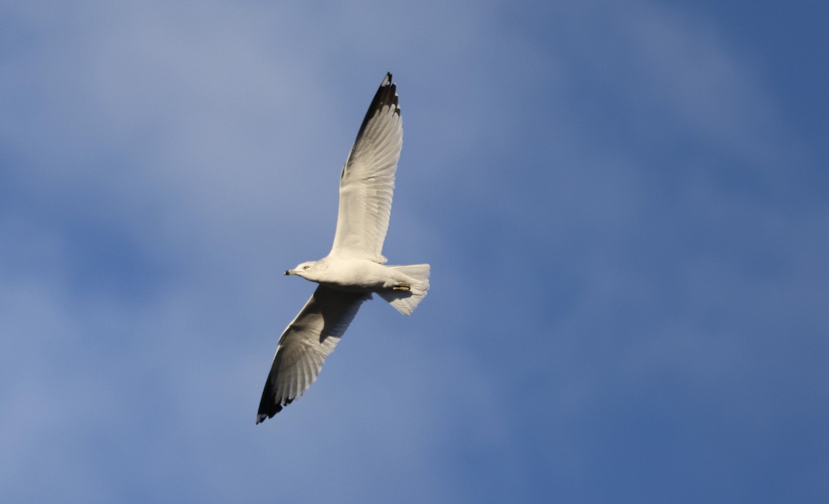 Delawareko kaioa - ML645986887