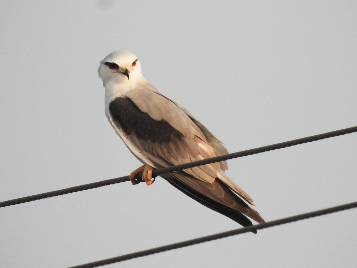 Black-winged Kite - ML645986889