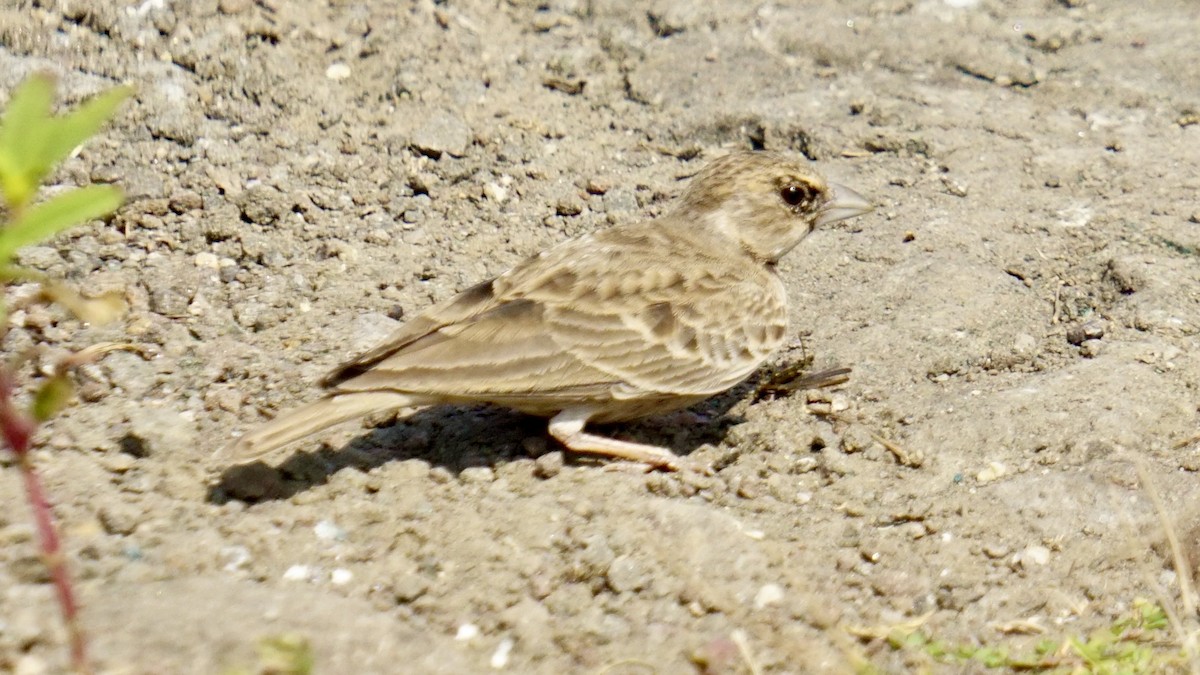 Ashy-crowned Sparrow-Lark - ML645986890