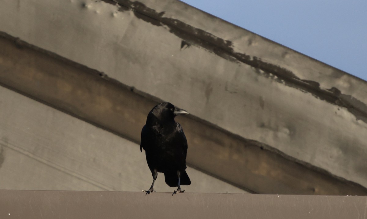 American Crow - ML645986891