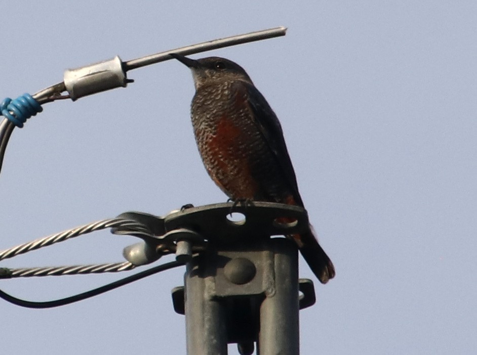 blåtrost - ML645986893