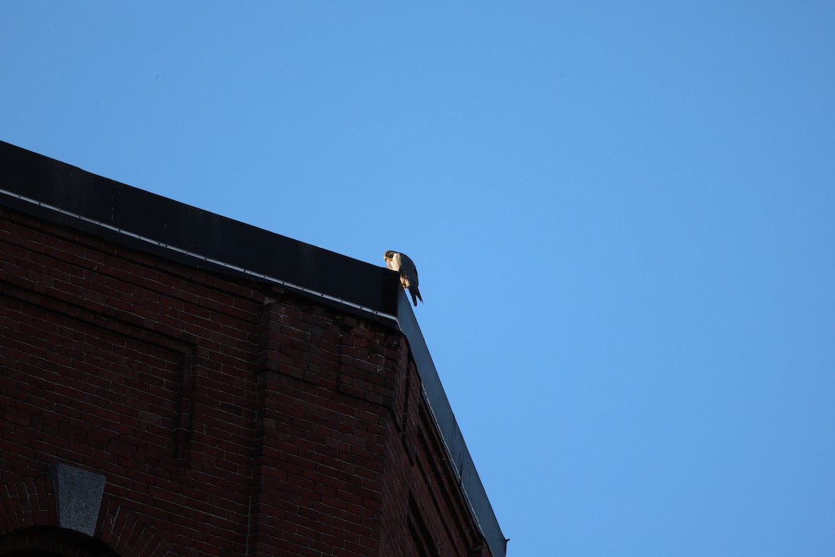 Belatz handia - ML645986895