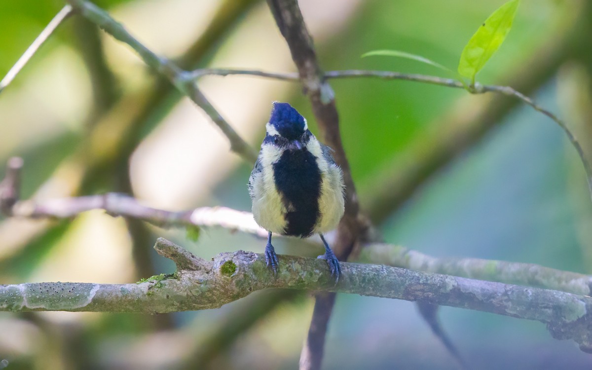 インドカンムリガラ - ML645986898