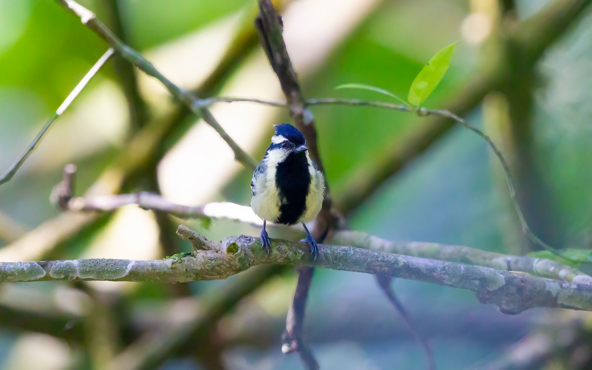 インドカンムリガラ - ML645986899