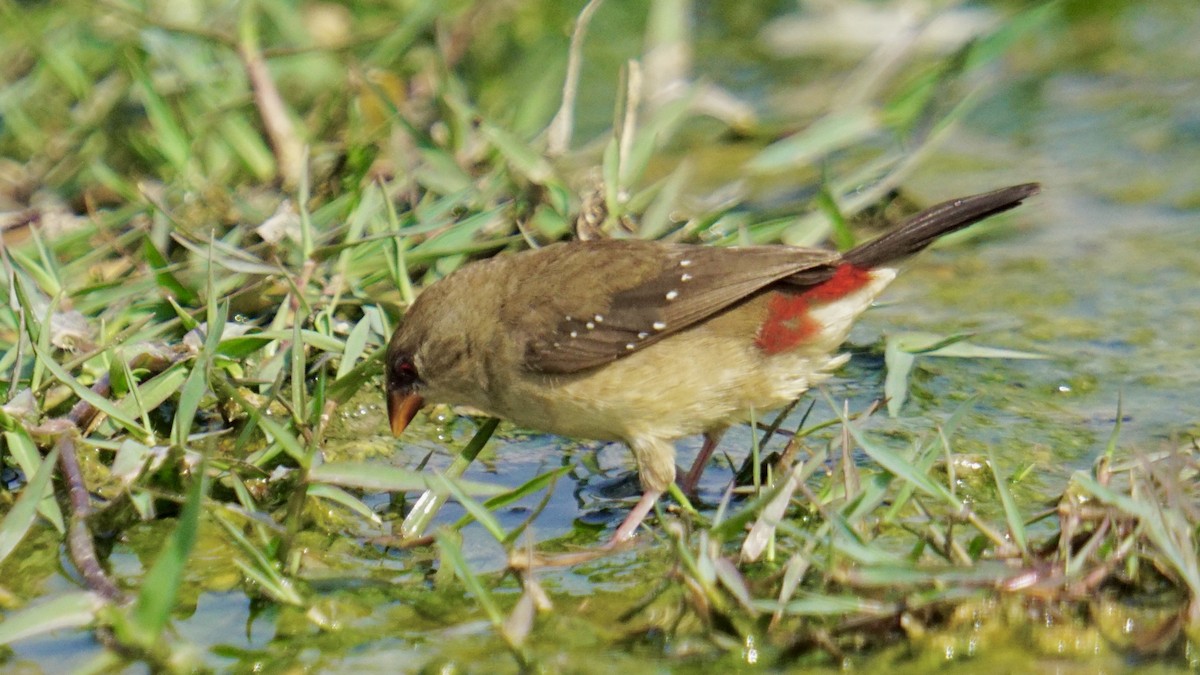 Bengalino comune - ML645986904