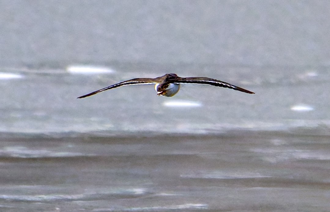 Spotted Sandpiper - ML645986906