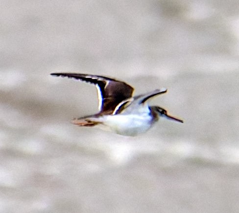 Spotted Sandpiper - ML645986907