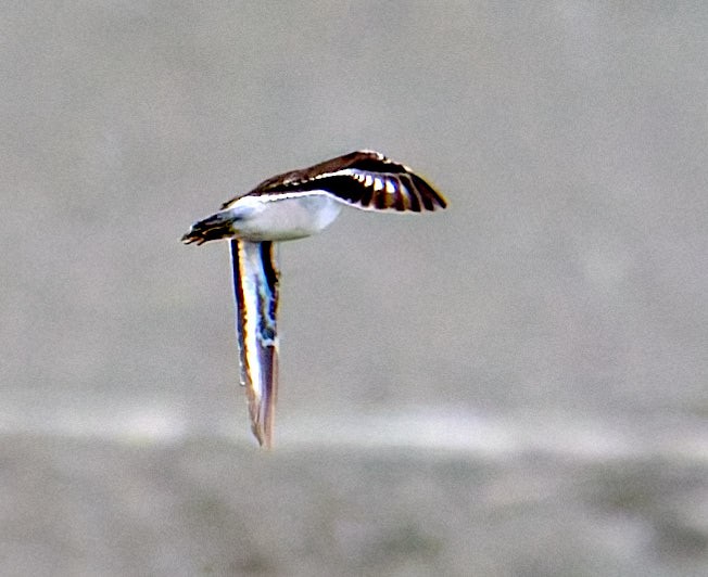 Spotted Sandpiper - ML645986908