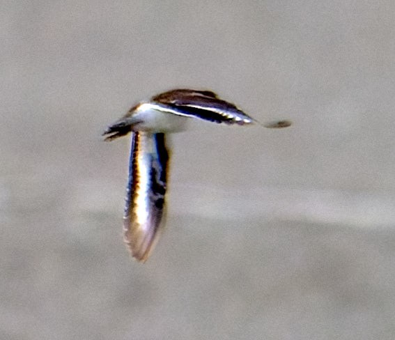 Spotted Sandpiper - ML645986909