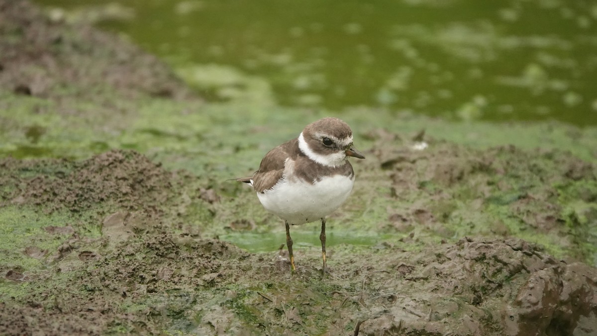 Semipalmated Plover - ML645986910