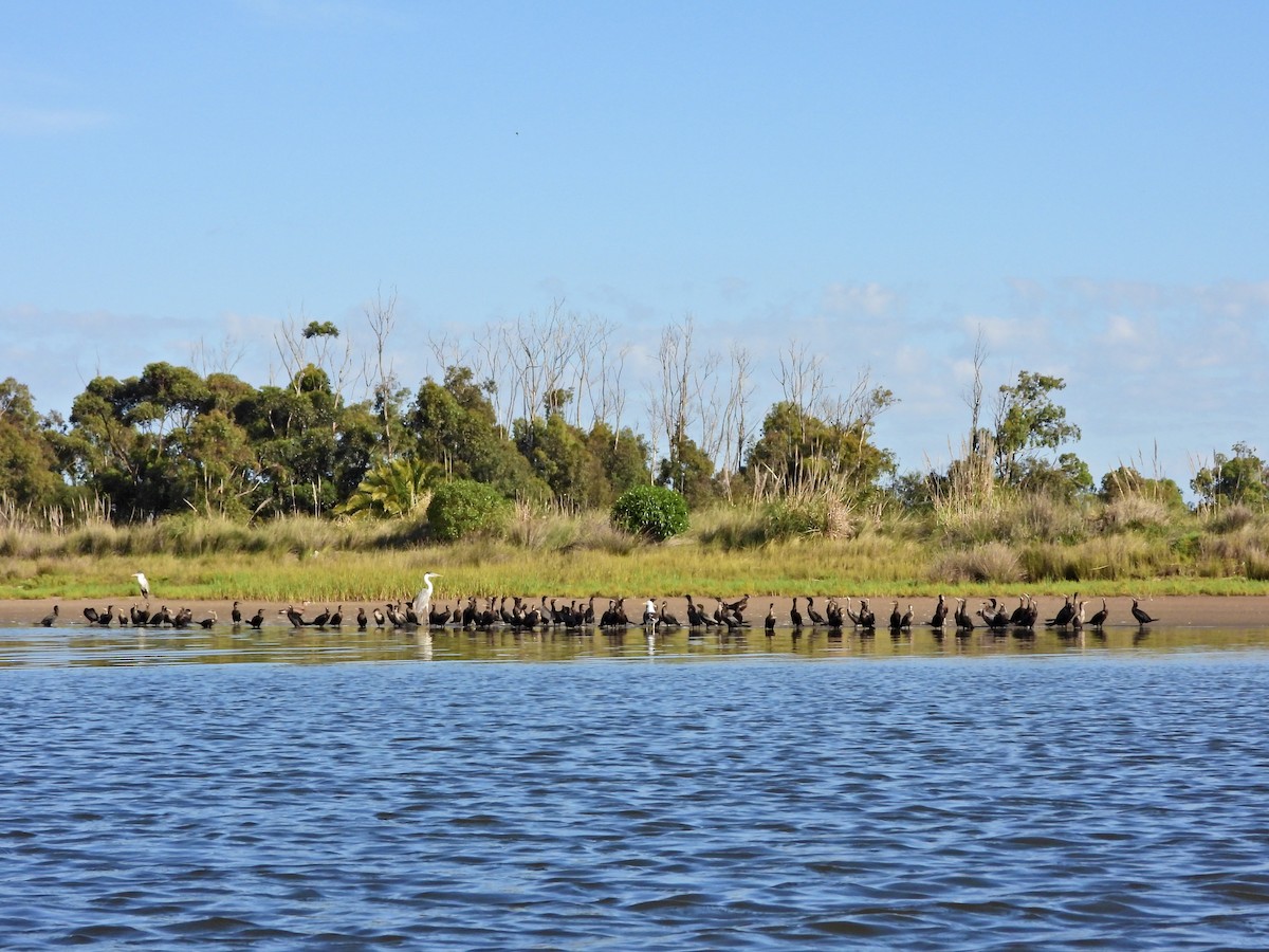 kormorán neotropický - ML645986911