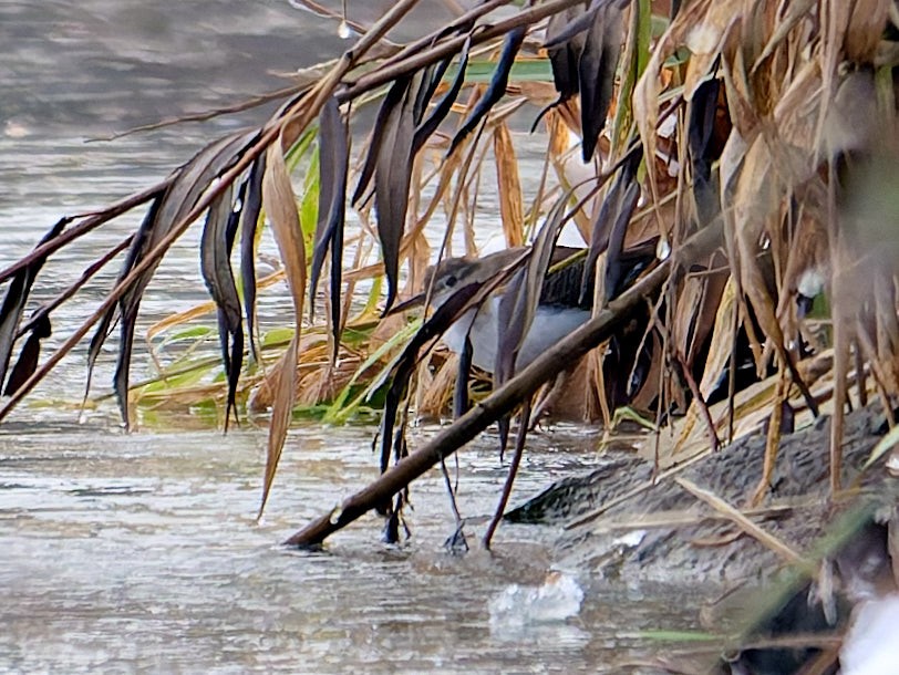 Spotted Sandpiper - ML645986914
